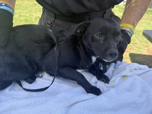 A young small-sized male Chihuahua dog named George for adoption in Garland, TX