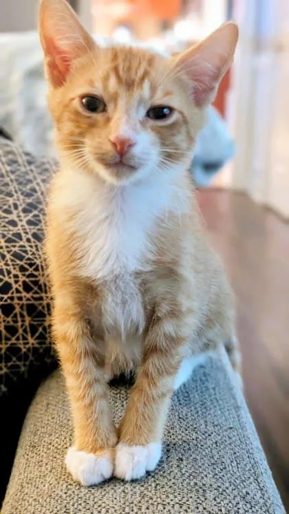 A baby small-sized male Orange / Red Domestic Short Hair cat named Tarzan for adoption in Atlanta, GA
