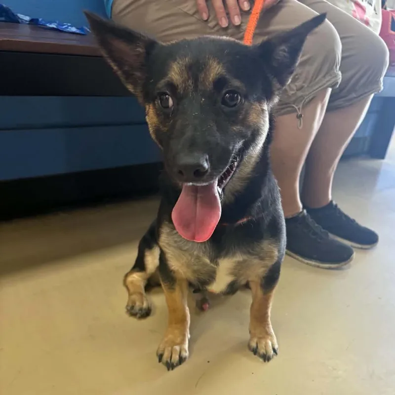 An adult medium-sized male Black Cardigan Welsh Corgi dog named Zander  Chino Hills for adoption in Chino Hills, CA