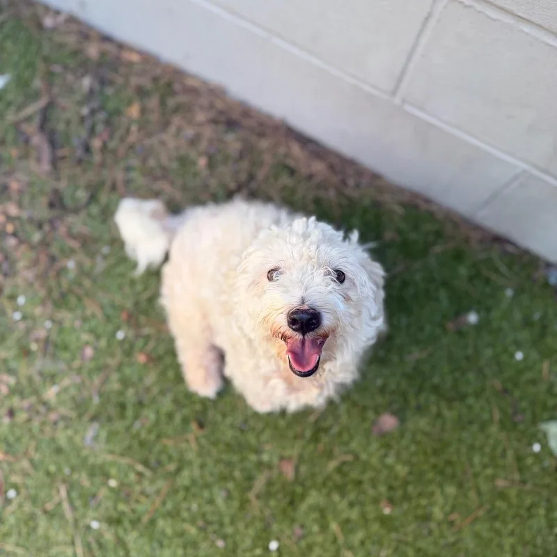 Dolly