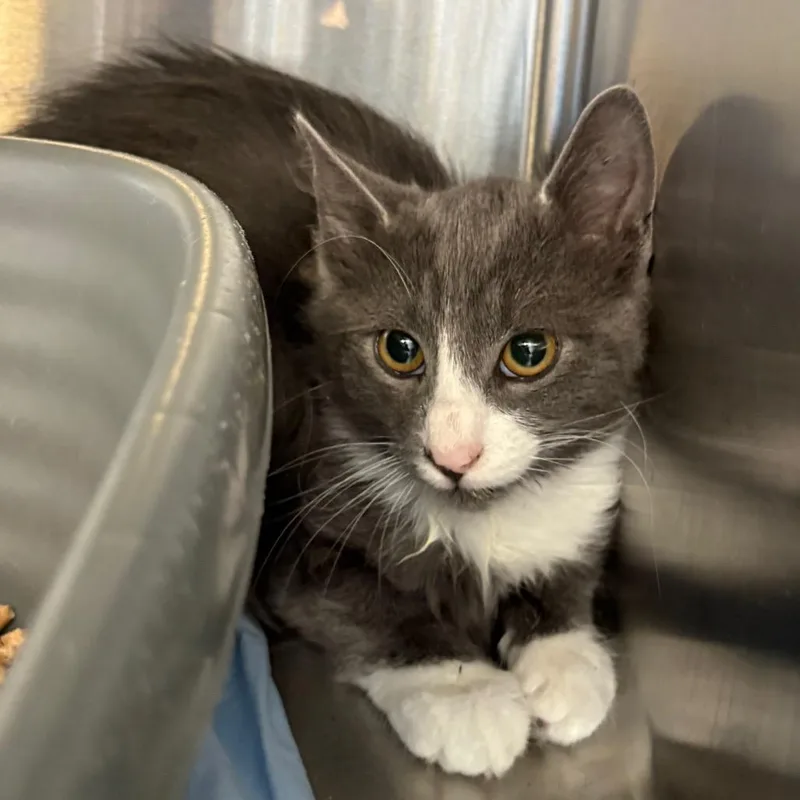 A baby small-sized male Gray / Blue / Silver Domestic Medium Hair cat named Dorian for adoption in Manhattan, KS