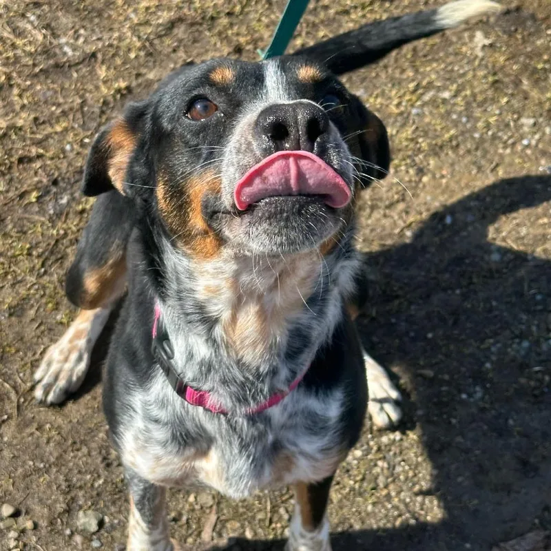An adult medium-sized female Black Australian Cattle Dog / Blue Heeler dog named Solice for adoption in Franklin, PA