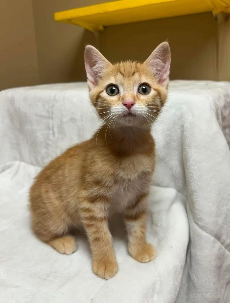 A baby medium-sized male Tabby (Orange / Red) Domestic Short Hair cat named Scorpio for adoption in Maryville, MO
