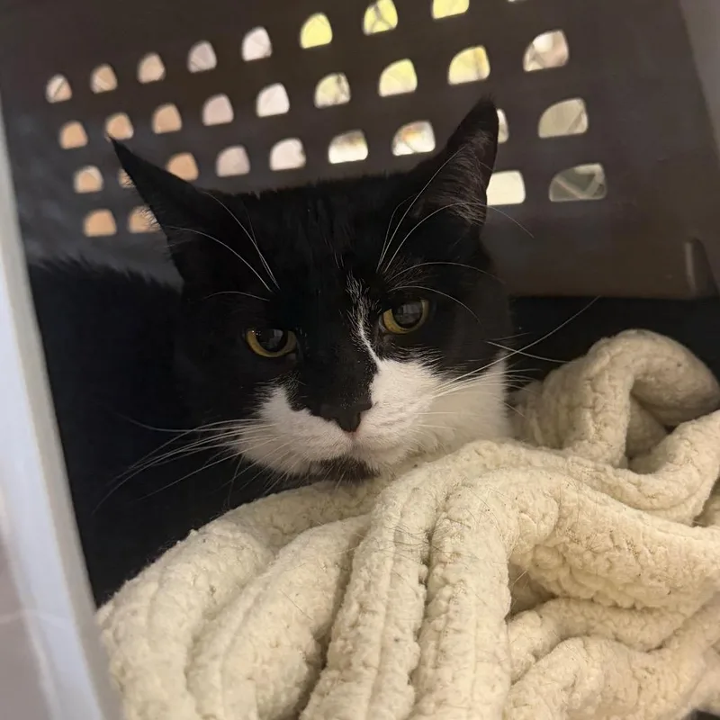 An adult large-sized male Domestic Short Hair cat named Mittens for adoption in East Smithfield , PA