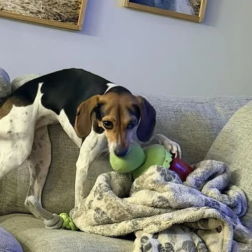 An adult medium-sized female Tricolor (Brown, Black, & White) Beagle dog named May Bell for adoption in Midlothian, VA