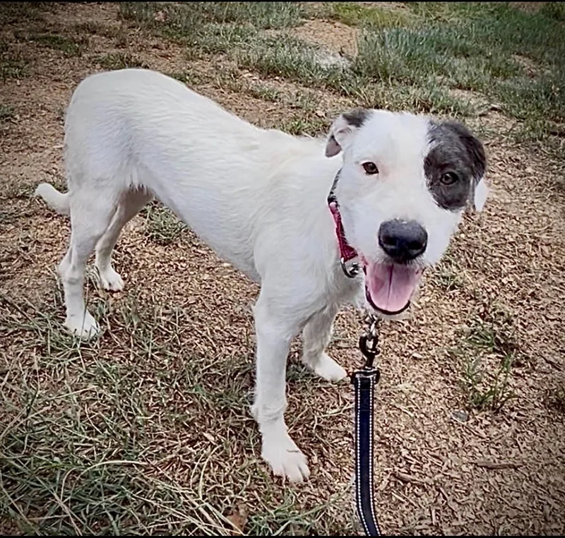 A young medium-sized female Terrier dog named Leann for adoption in Queen City, TX