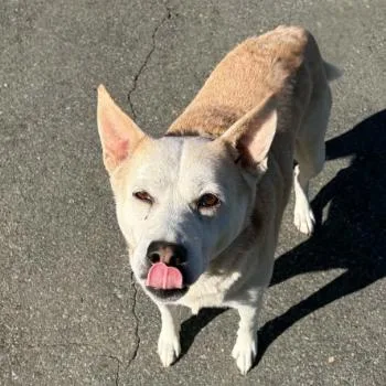 A senior medium-sized female Pit Bull Terrier dog named Bonbon for adoption in Concord, NC
