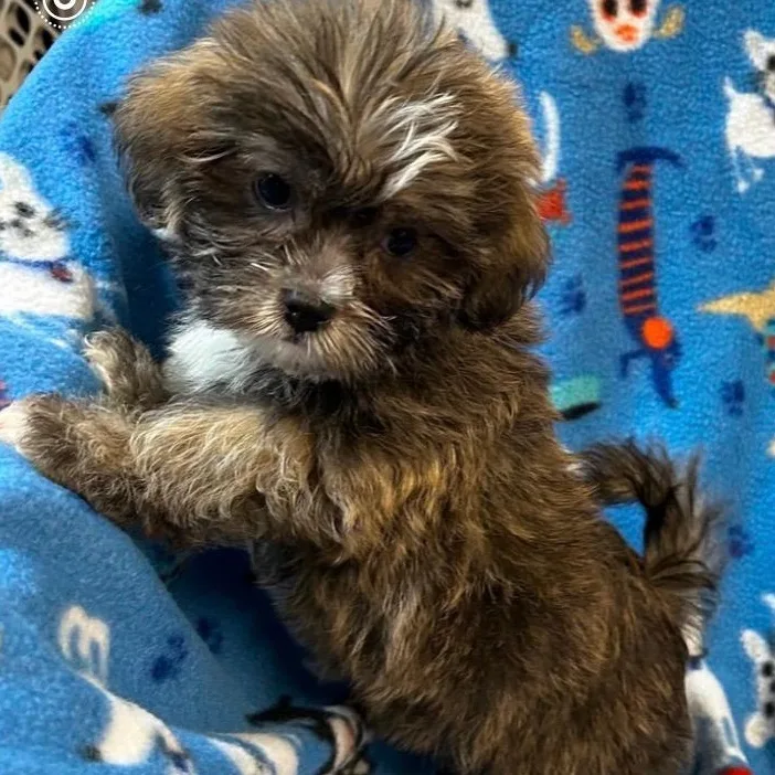 A baby small-sized male Tricolor (Brown, Black, & White) Shih Tzu dog named Bugs for adoption in Bartonsville, PA