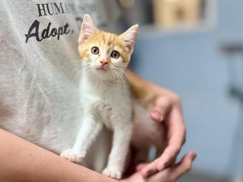 A young medium-sized male White Domestic Short Hair cat named Lyric for adoption in Wooster, OH
