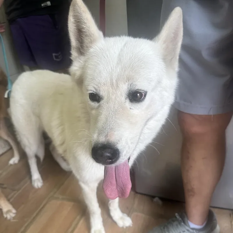 An adult medium-sized female White / Cream Husky dog named Alaska for adoption in Edinburg, TX