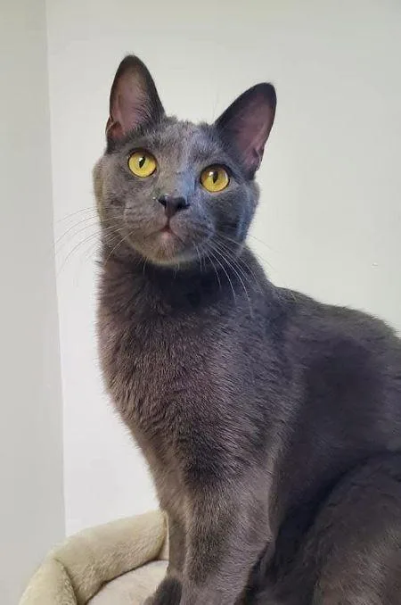 Professor thumbnail 5