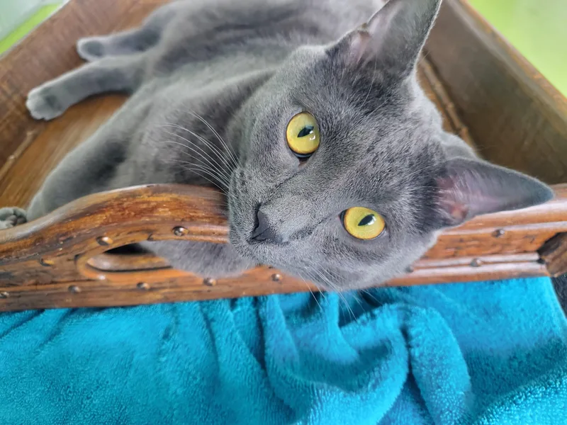 Professor thumbnail 6