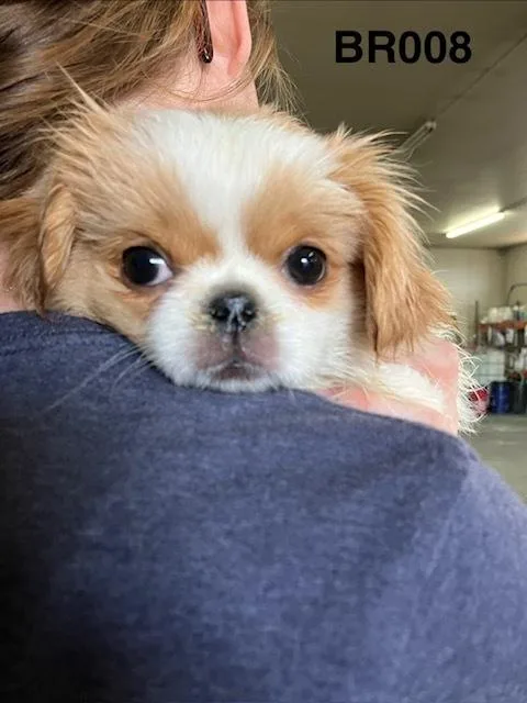 A baby small-sized female White / Cream Pekingese dog named Rosie for adoption in Boone, CO