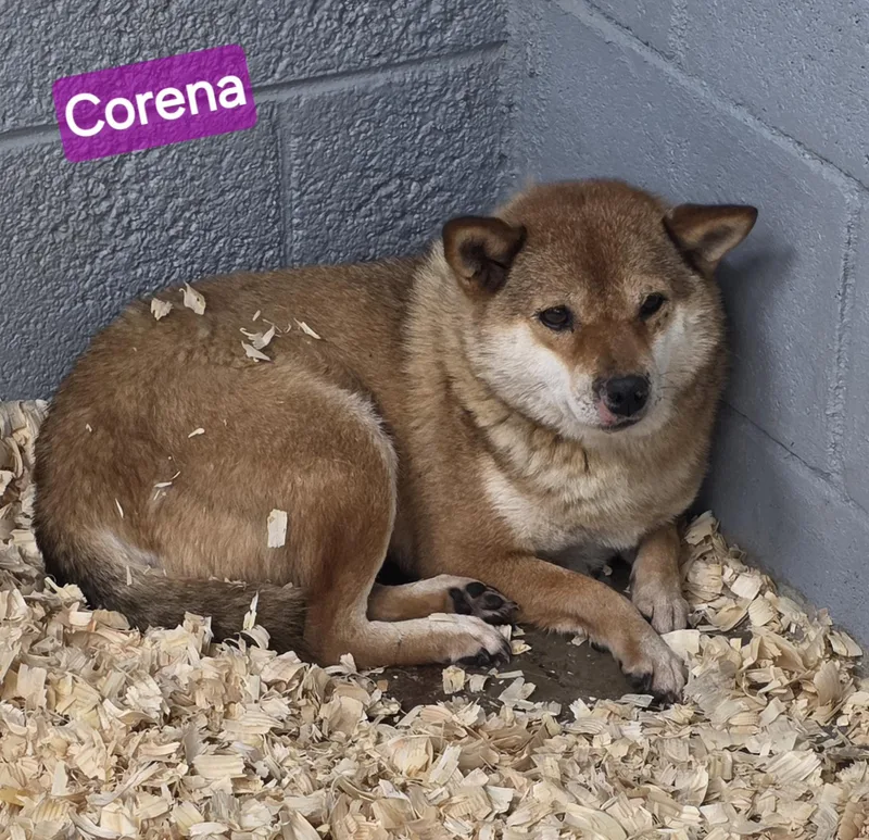 Corena