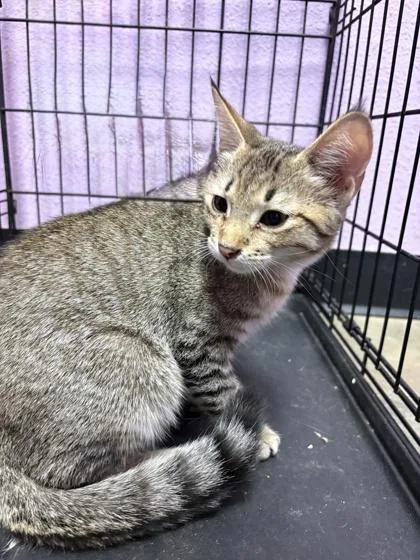 A baby small-sized female Brown / Chocolate Domestic Short Hair cat named 61579038 for adoption in El Paso, TX