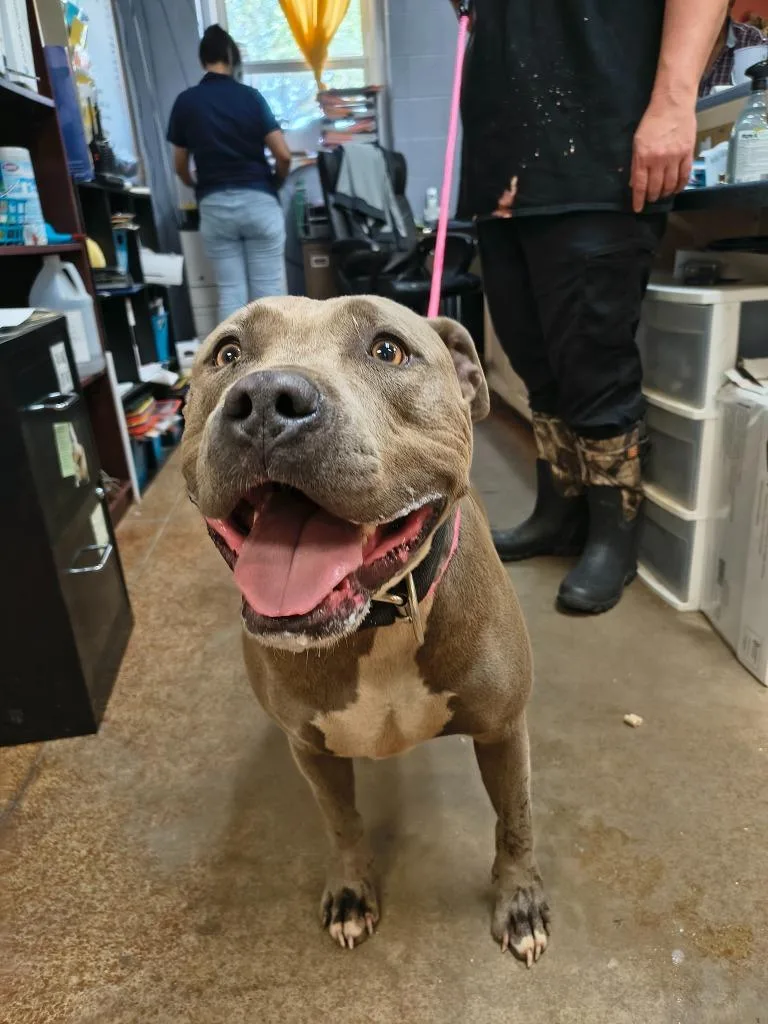 An adult large-sized male Pit Bull Terrier dog named Peston for adoption in Brownwood, TX