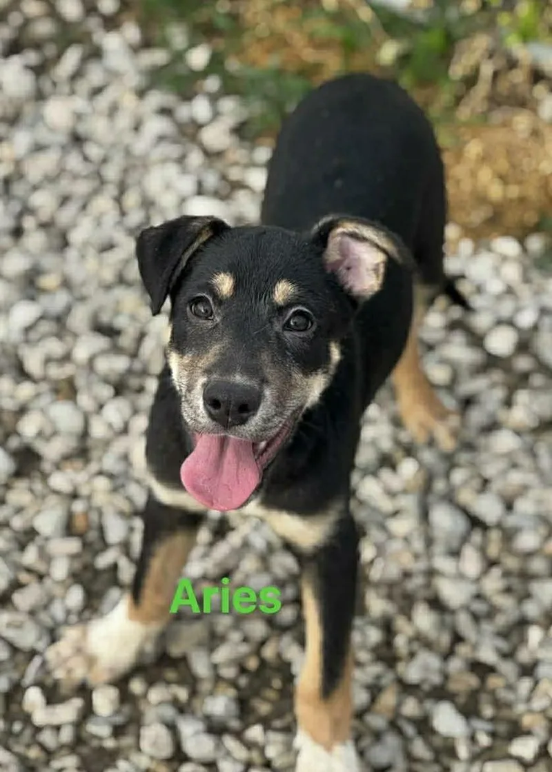 Aries thumbnail 2