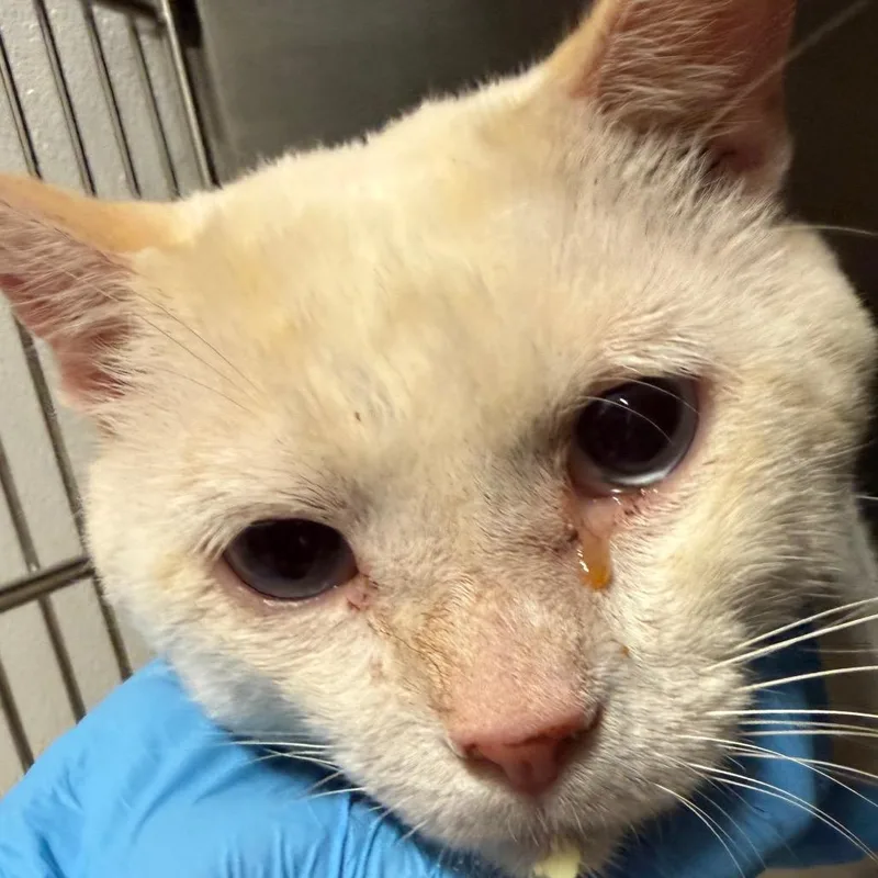 A senior large-sized male Domestic Short Hair cat named Snowball for adoption in Horn Lake, MS