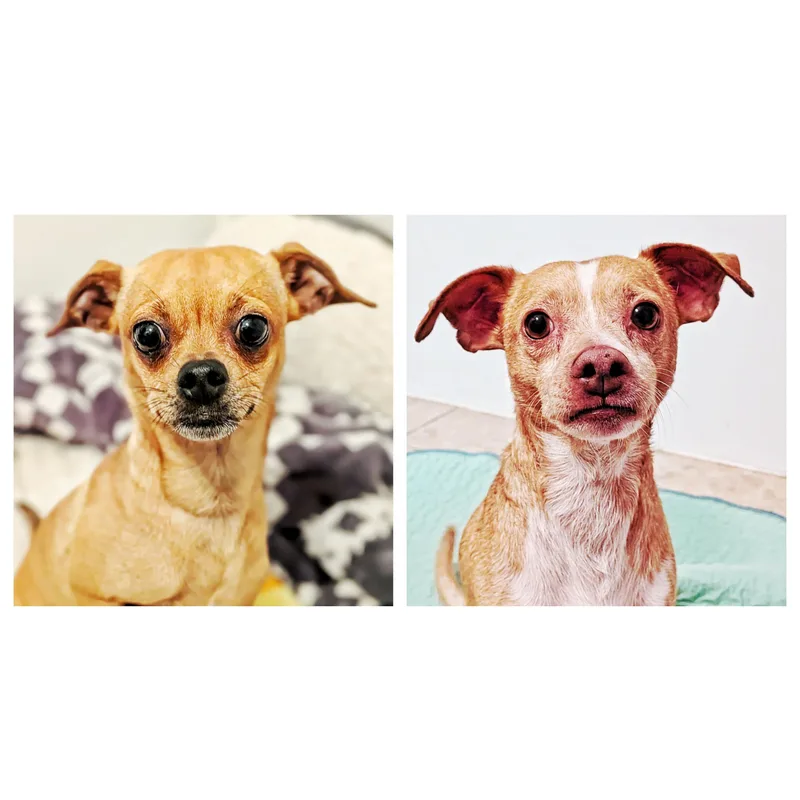 An adult small-sized male Chihuahua dog named Blu & Noel for adoption in Eustis, FL