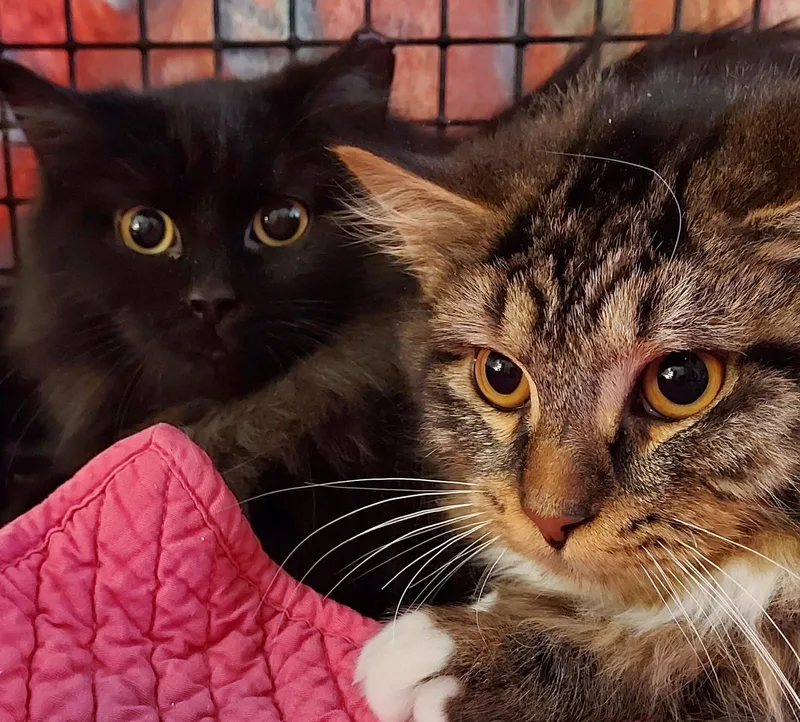 A young small-sized male Domestic Long Hair cat named Alex And Theo  for adoption in Sterling, MA
