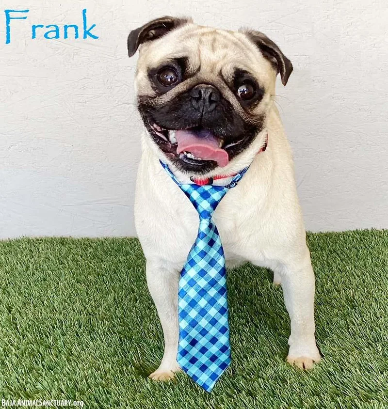 A young small-sized male Yellow / Tan / Blond / Fawn Pug dog named Frank for adoption in San Diego, CA