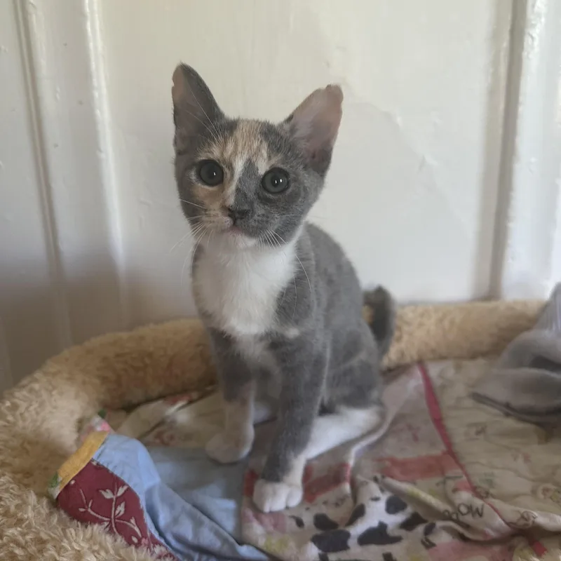 A baby medium-sized female Domestic Short Hair cat named Saffron for adoption in Davis, CA