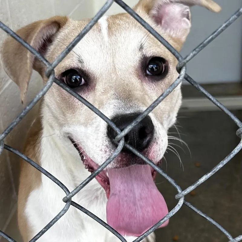 A young medium-sized female Yellow / Tan / Blond / Fawn Mixed Breed dog named Rubie Tuesday for adoption in Jacksonville, AR