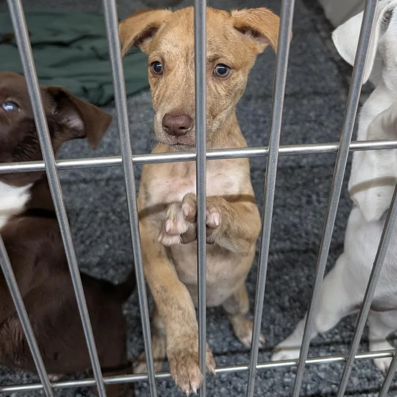 A baby medium-sized female Brown / Chocolate Labrador Retriever dog named Lorde for adoption in Buchanan Dam, TX