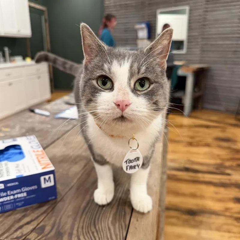 An adult medium-sized female Tabby (Gray / Blue / Silver) Domestic Short Hair cat named Tooth Fairy for adoption in Milwaukee, WI