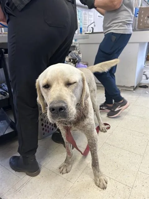 A young small-sized male Labrador Retriever dog named Lucky for adoption in Stockton, CA