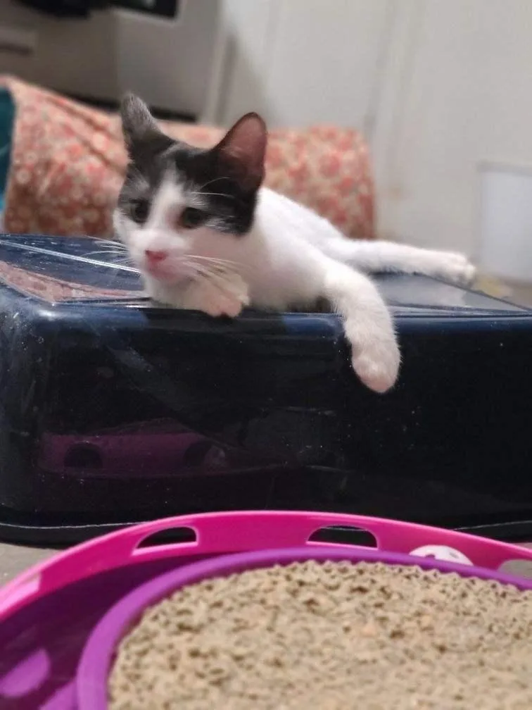 Mama Mia thumbnail 2