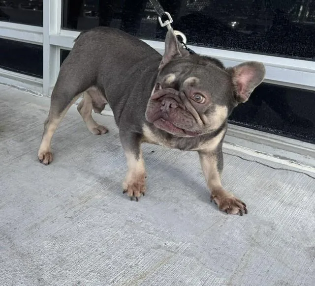 An adult small-sized male French Bulldog dog named Muffin for adoption in Miami, FL