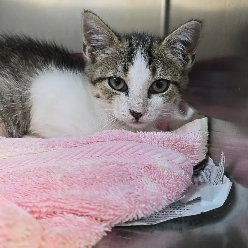 A baby medium-sized female Tabby (Brown / Chocolate) Domestic Short Hair cat named Glizzy for adoption in Orange, VA