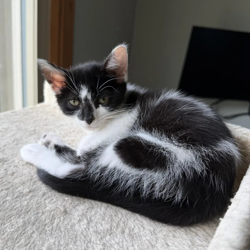 A baby small-sized female Black Domestic Short Hair cat named Stella @ Petco for adoption in Carmel, IN