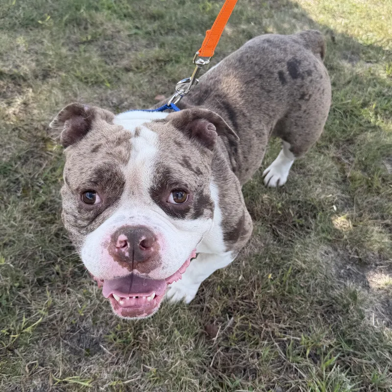 An adult medium-sized male Bulldog dog named Loui for adoption in Pelham, NH