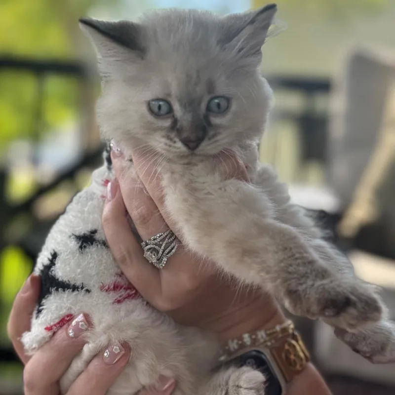 A baby small-sized female White Domestic Short Hair cat named Toast for adoption in Buffalo, MN
