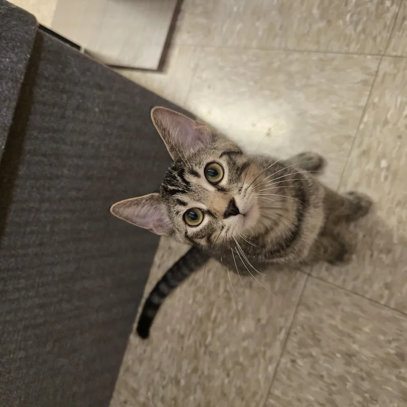 A baby medium-sized male Tabby (Brown / Chocolate) Domestic Short Hair cat named Ernie for adoption in Warr Acres, OK