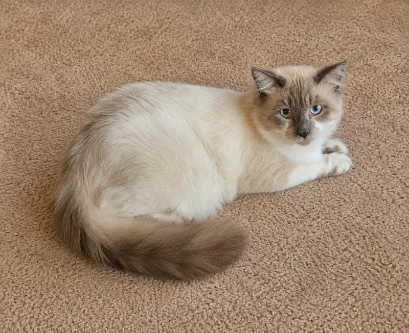 An adult medium-sized male Ragdoll cat named Amadeus for adoption in Buena Park, CA
