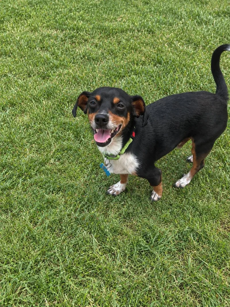 An adult small-sized male Tricolor (Brown, Black, & White) Chihuahua dog named Goliath for adoption in Alvin, TX