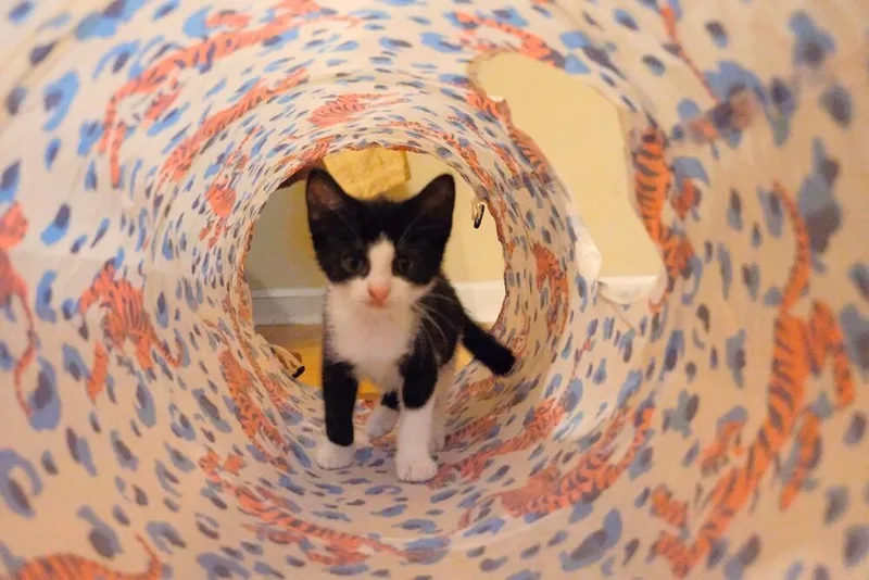 A baby medium-sized female Black & White / Tuxedo Domestic Short Hair cat named Nani for adoption in North Brunswick, NJ