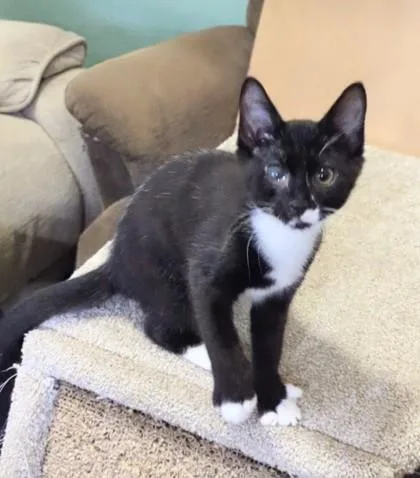 A baby small-sized male Domestic Short Hair cat named Rocky for adoption in Hillsboro, OR