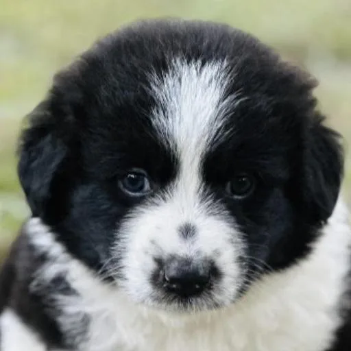 A baby medium-sized female Australian Shepherd dog named Dot for adoption in Stokesdale, NC