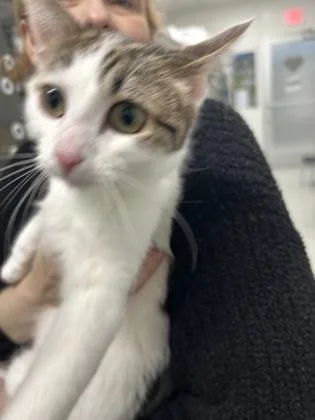 A baby medium-sized female Domestic Short Hair cat named Luna for adoption in West Chester, PA