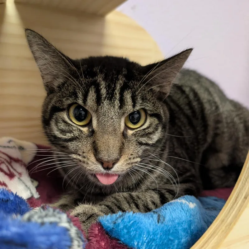 An adult medium-sized male Brown / Chocolate Domestic Short Hair cat named Mr. Blue for adoption in Titusville, FL