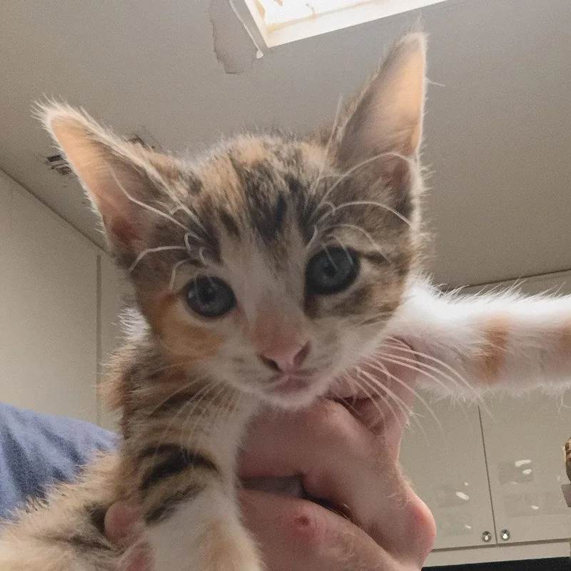 A baby medium-sized female Domestic Short Hair cat named Biscayne for adoption in Dallas, TX