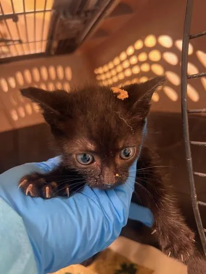A baby small-sized female Domestic Short Hair cat named Thing for adoption in Honolulu, HI