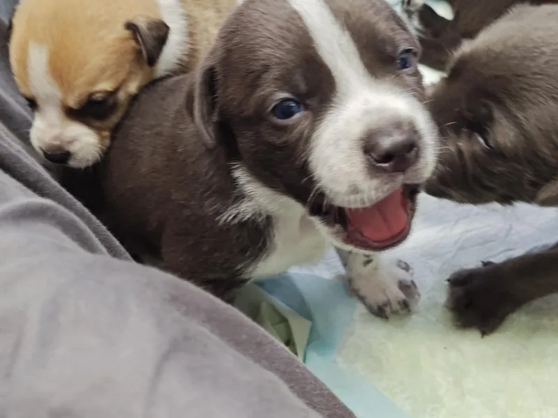 Mick Jagger thumbnail 4