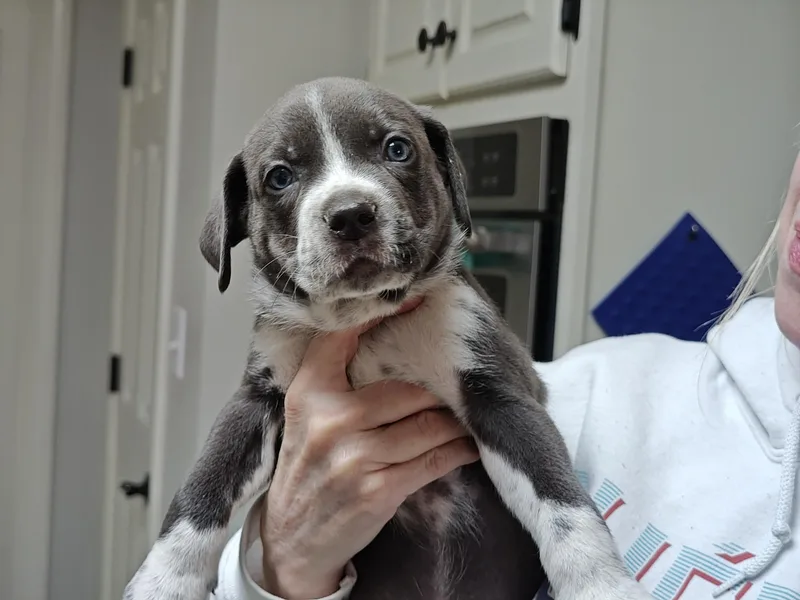 Mick Jagger thumbnail 5