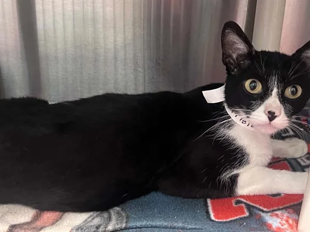 A young large-sized female Domestic Short Hair cat named Wanda for adoption in Tustin, CA