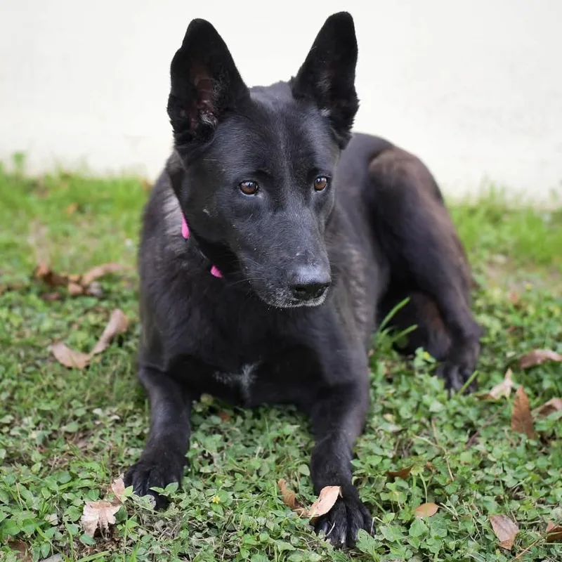 Raven Jum thumbnail 2